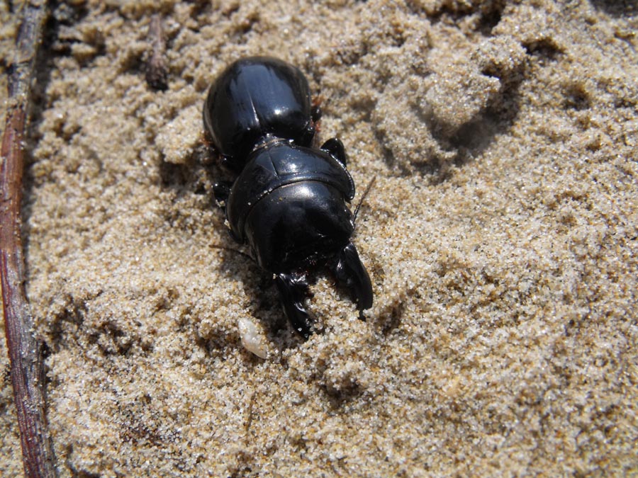 Scarites buparius